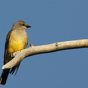 Cassin's Kingbird